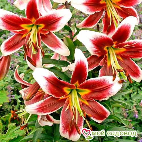 Лилия Лотус Пьюр